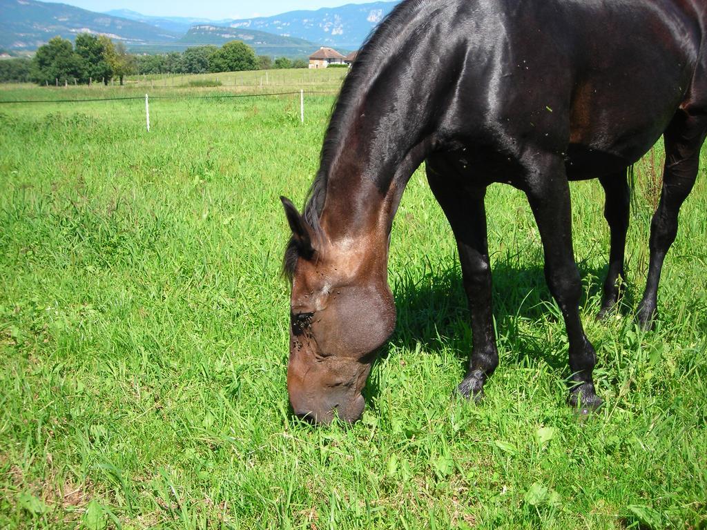 Farm stay La Bardeliere Corbelin