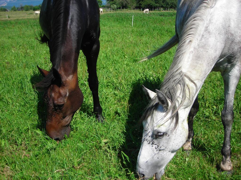 La Bardeliere Farm stay